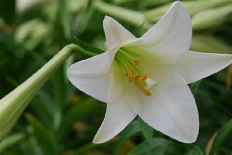 百合花可以用复合肥吗