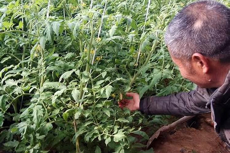 番茄苗移栽后几天施肥番茄苗的追肥要求