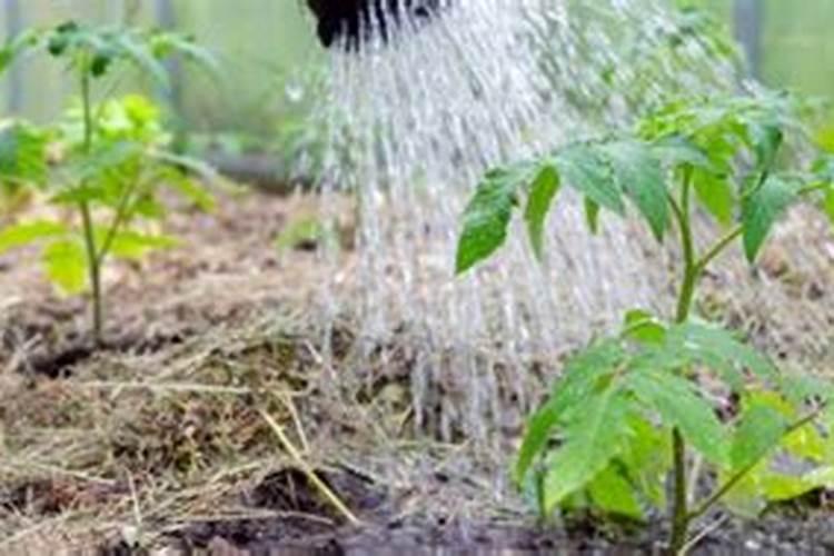 番茄苗移栽后几天施肥