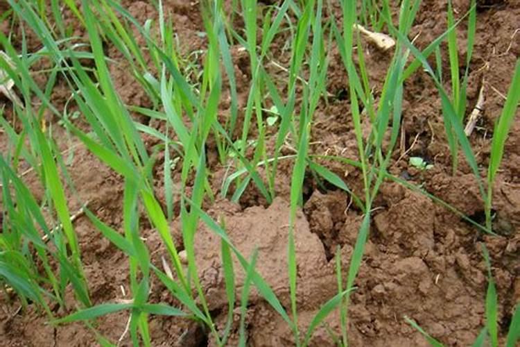 盐碱地用什么肥料好？