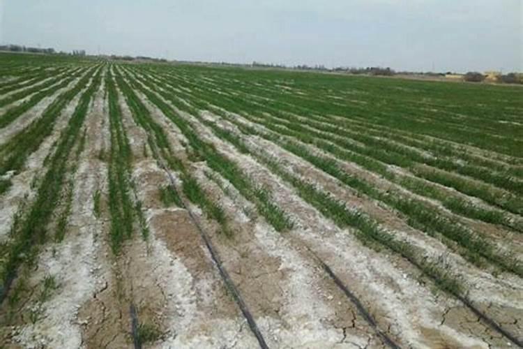 盐碱地上怎样种好小麦(地太潮湿怎么种植小麦)