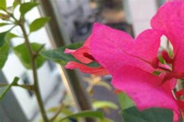 喜欢养花要学会的小技巧