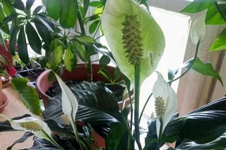 灯笼花在北方的养殖方法 花期要施磷钾肥