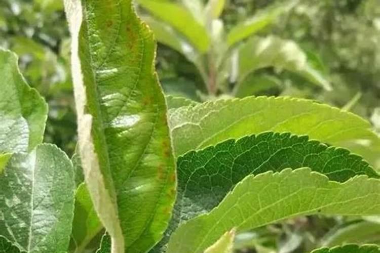 黄豆种子要一天要多少肥