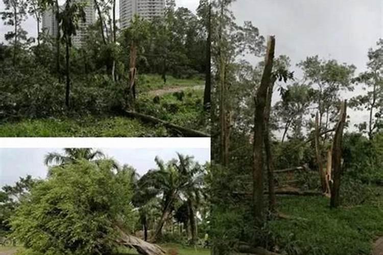 刚栽种的桂花树苗施肥过重出现枯叶怎么办？