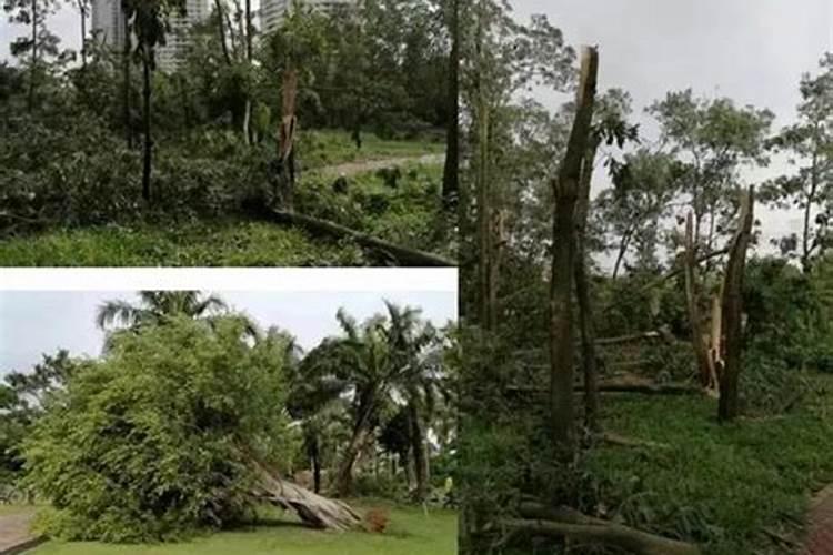 树木用什么可以让它枯死呢