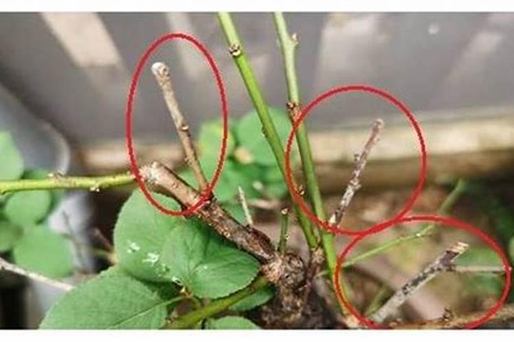 褐斑病的特效杀菌剂