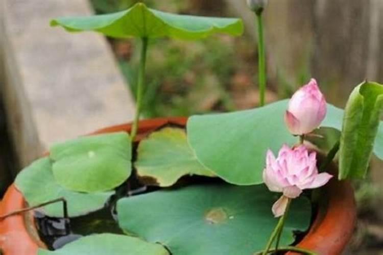 碗莲只长叶子不开花怎么办