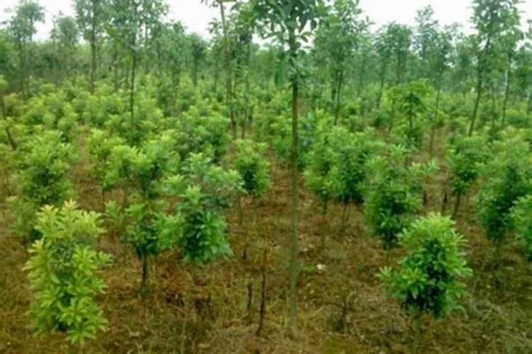 杨梅树施肥最好用什么肥料