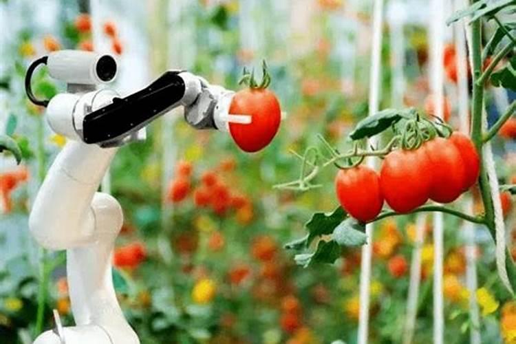 西红柿什么时候追钾肥好西红柿熟了一亩地追多少斤钾肥？