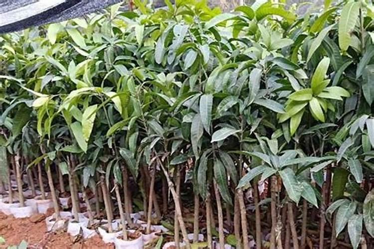芒果用什么肥料能快速成长？施肥几次？