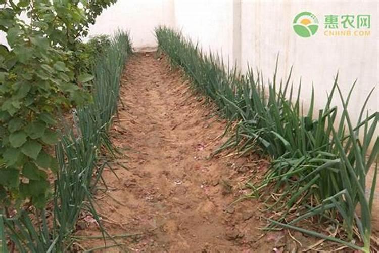 黄桃施肥最佳时间施什么肥料好