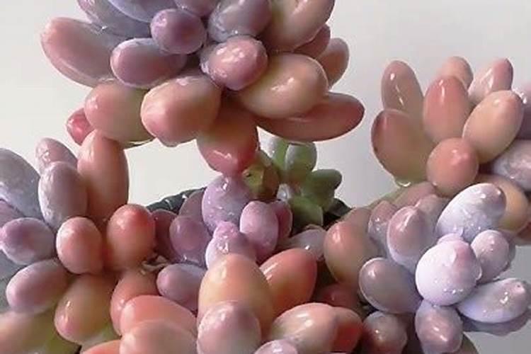 多肉浇水浇多了怎么办