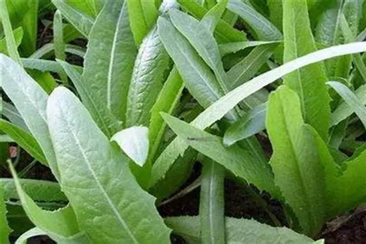 油麦菜什么时候施肥合适？追肥用昆仑风什么时候合适