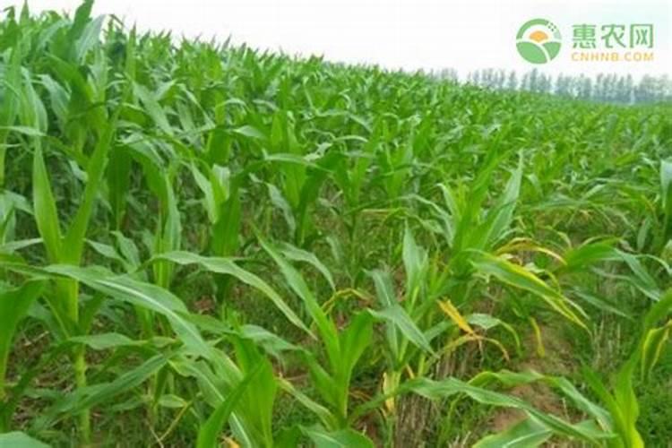 水果玉米种植时间和方法