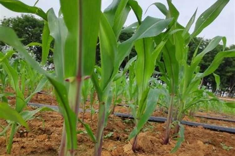 水果玉米种植管理技巧 水果玉米怎么养殖