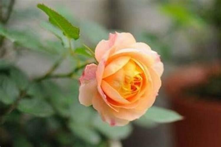 水溶肥每株苹果施多少斤