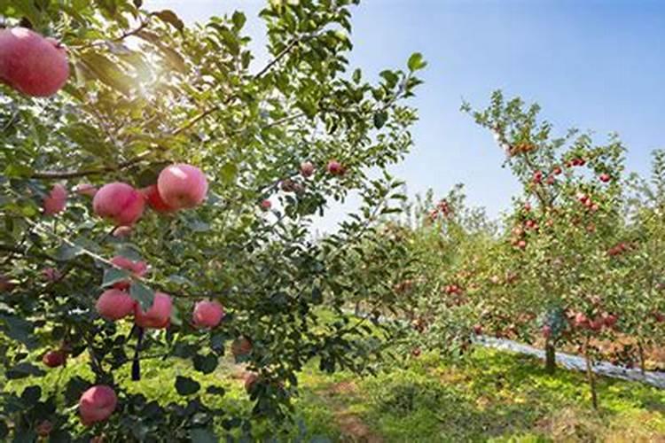 果树缺肥的表现