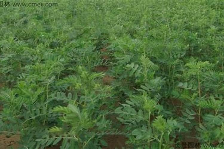 黄芪种植技术及亩收益是什么？