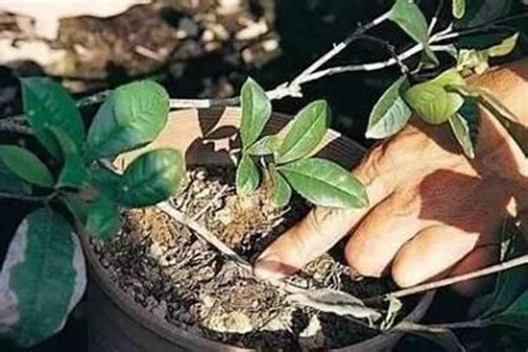 杜鹃施肥如何施肥