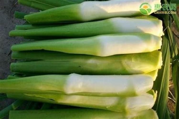 茭白叶枯病防治方法