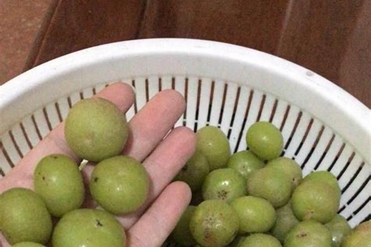 红掌可以用黄豆当肥吗