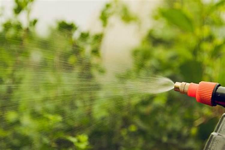 叶面肥可以夜间喷施吗