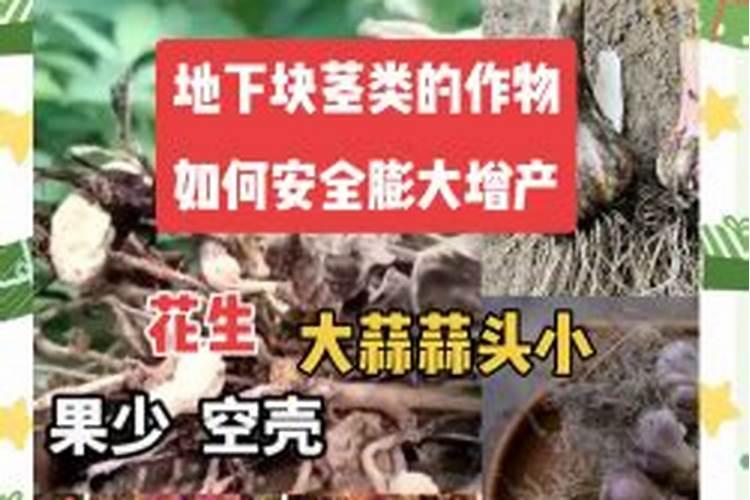 中药材根茎膨大素哪种好？可以促进根茎膨大肥料？