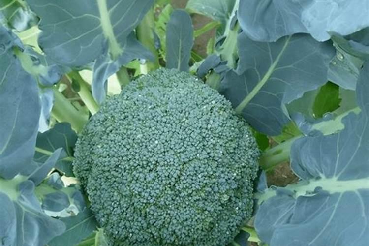 西兰花最爱3种肥料