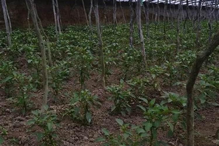 辣椒施肥过多怎么处理 辣椒施肥过多的症状