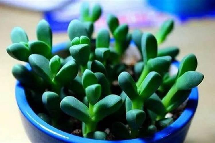 含铜量高的水果