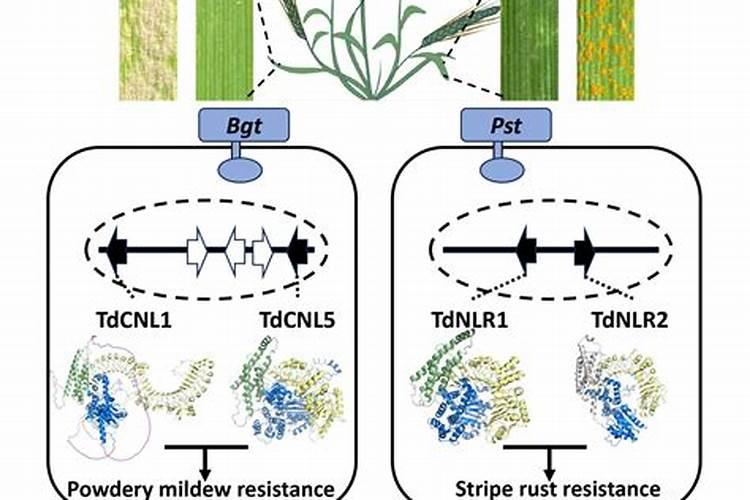 赤霉素920的使用技巧