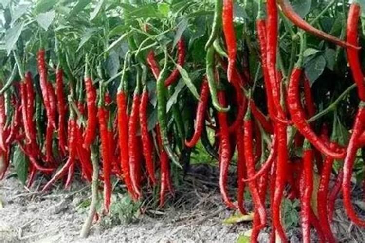辣椒开花结果期用什么肥料