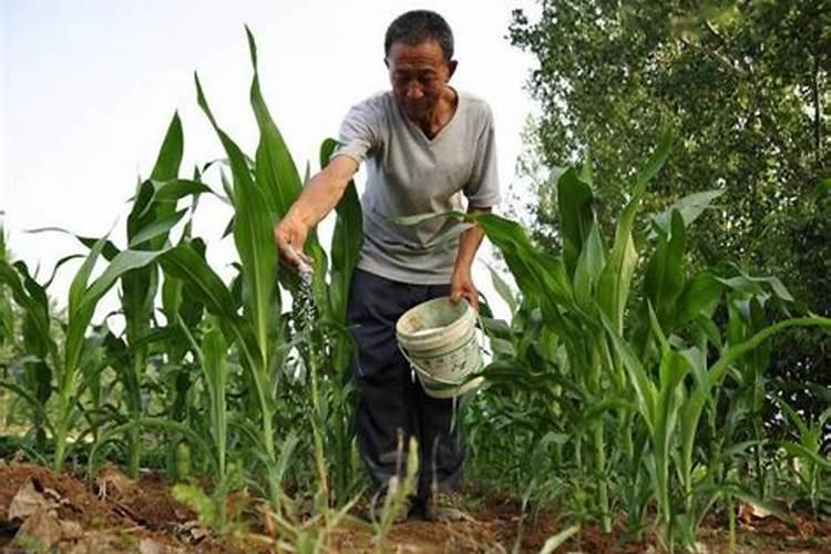 氮肥怎么用对植物好