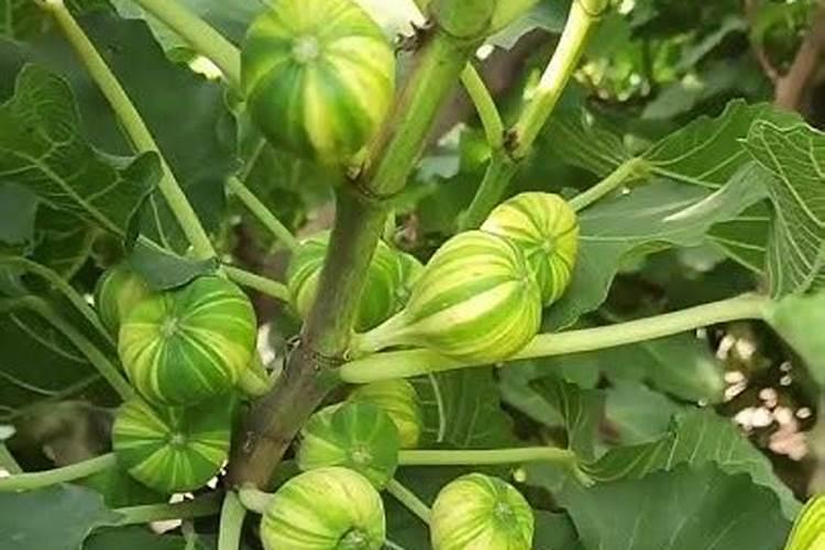 水溶肥果树灌根正确方法