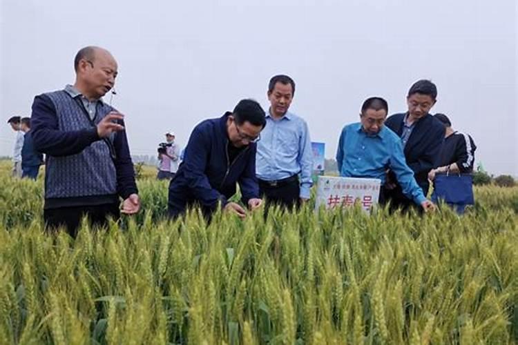 小麦叶面肥什么牌子最好