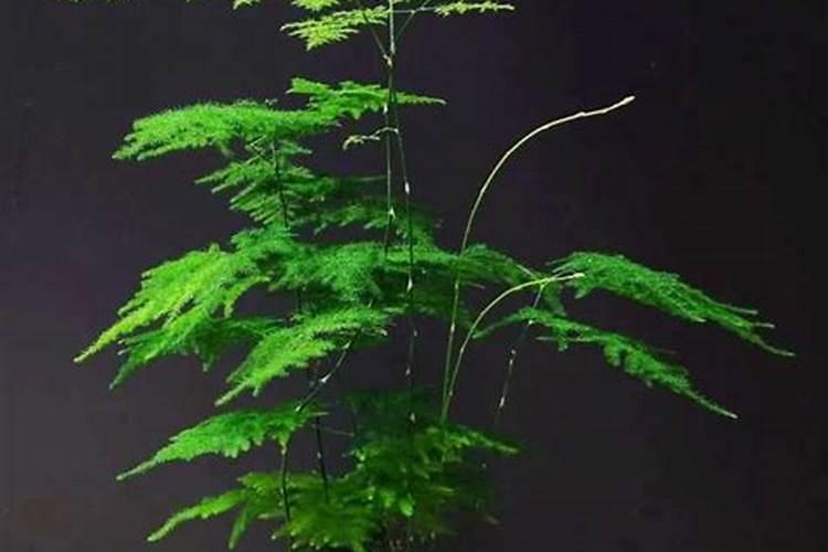 文竹施肥用什么肥料,腐熟稀薄的有机肥液最适宜