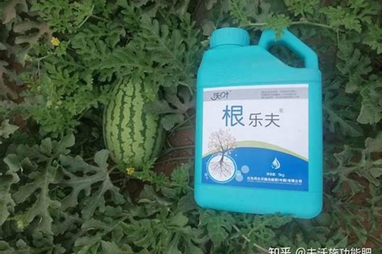 西瓜追肥的特点和西瓜叶面肥的使用方法及选择