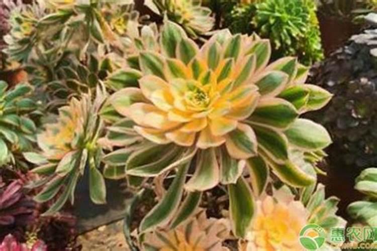 法师用什么肥料最好