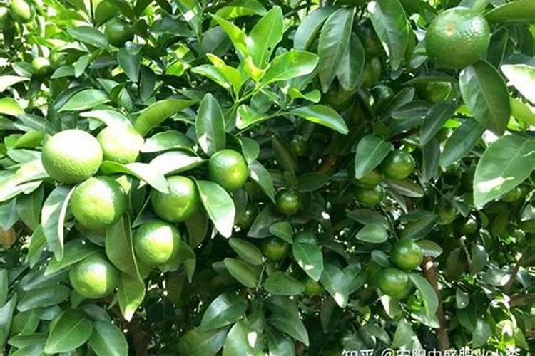 砂糖橘种植技术 对其施加磷肥