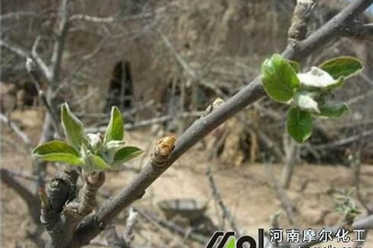 桃子用硝酸磷肥可以吗？