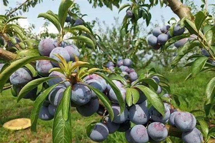 李子树施什么肥好