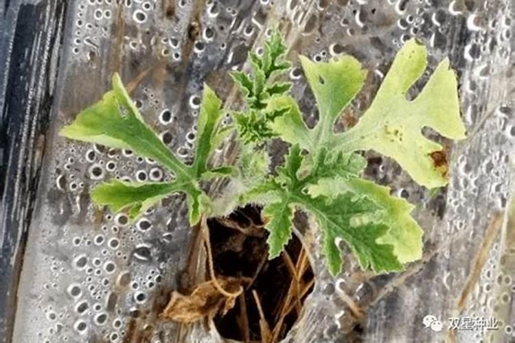 噻呋酰胺拌小麦种子用量