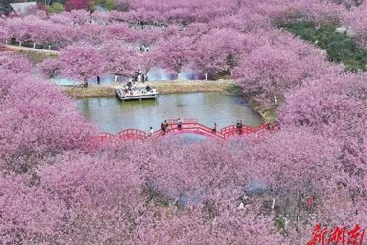 噻呋酰胺在小麦上用50毫升可以吗