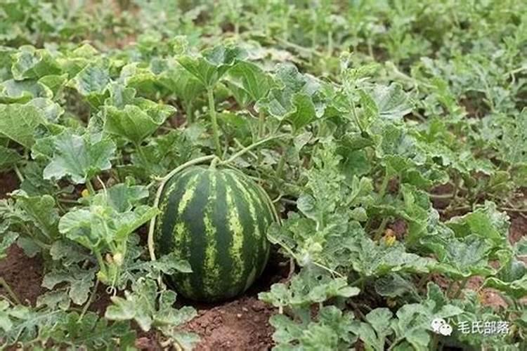 种西瓜需要什么肥料