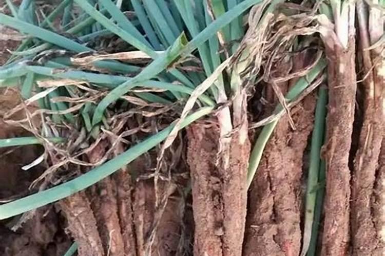 硫酸钾肥可用作旱地淋施红葱吗？对土壤有无副作用？