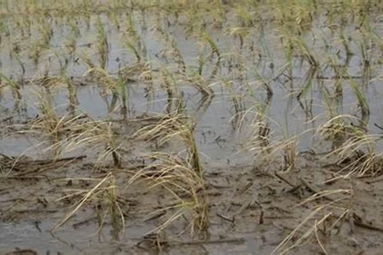 锌肥泼了秧苗几天能转青？