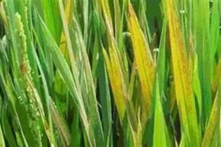 小明家的水稻叶子发黄,请问应该施用的肥