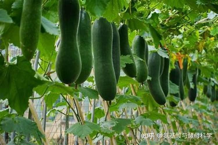 香瓜种子怎么种比较好