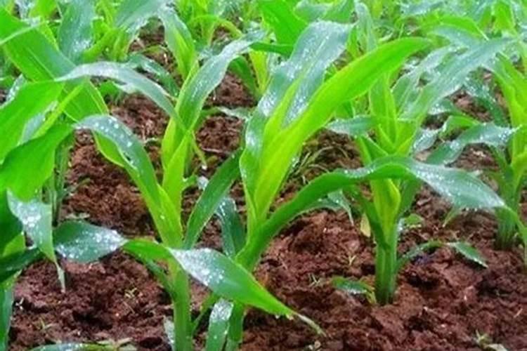 先正达的草甘磷泰草达能补充土壤里的钾肥吗